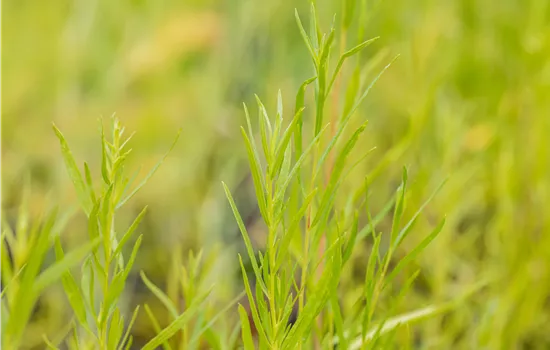 Artemisia dracunculus