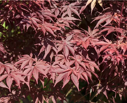 Acer palmatum 'Bloodgood'