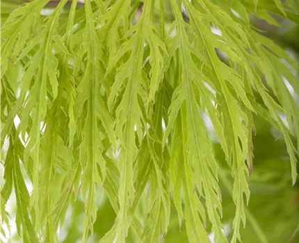 Acer palmatum 'Dissectum'