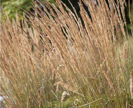 Calamagrostis x acutiflora 'Karl Foerster'