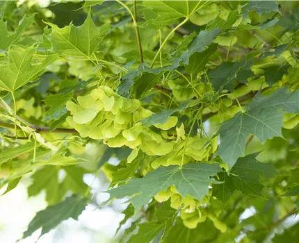 Acer platanoides