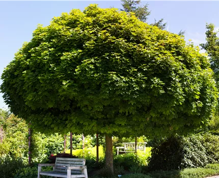 Acer platanoides 'Globosum'