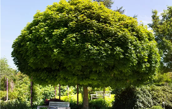 Acer platanoides 'Globosum'
