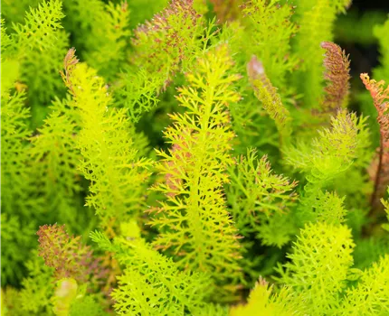 Achillea millefolium
