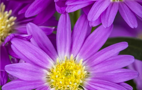 Aster novi-belgii