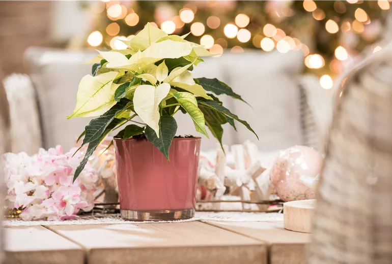 Euphorbia pulcherrima