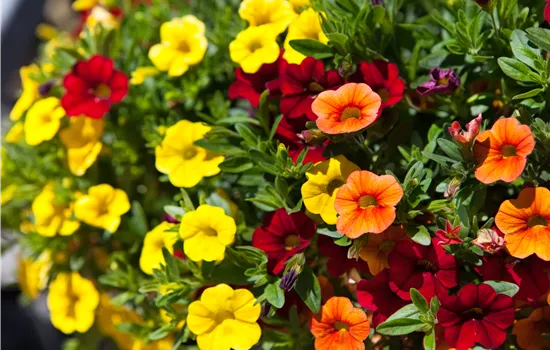 Calibrachoa