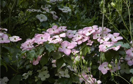 Cornus kousa 'Satomi'®