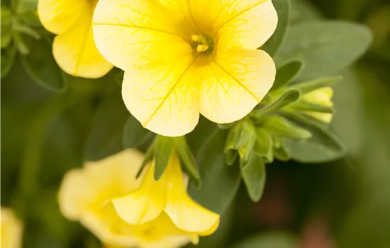 Calibrachoa 'Celebration'®