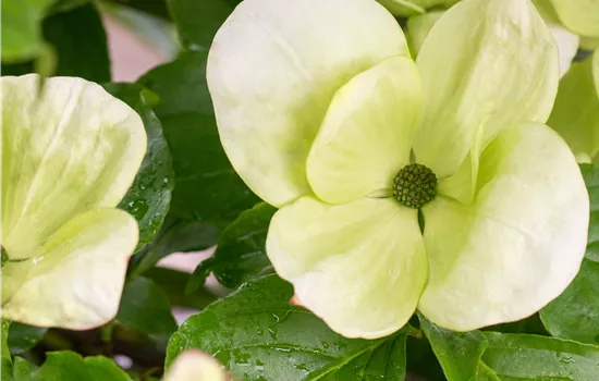 Cornus kousa 'Venus'®