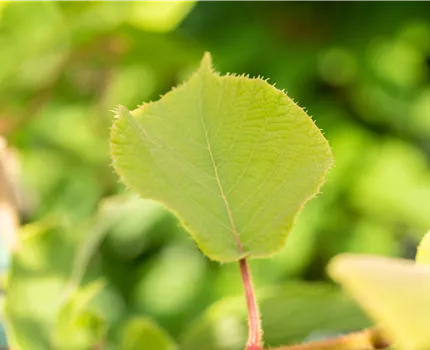Actinidia chinensis 'Hayward'