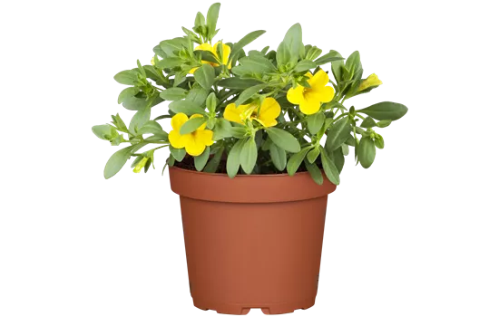 Calibrachoa 'Million Bells'®