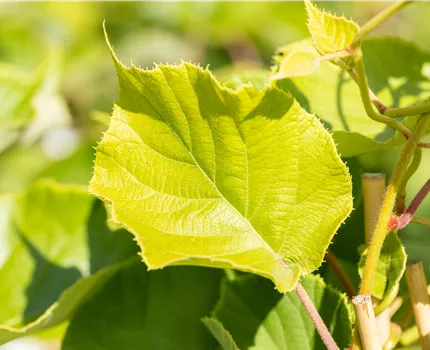 Actinidia chinensis 'Jenny'