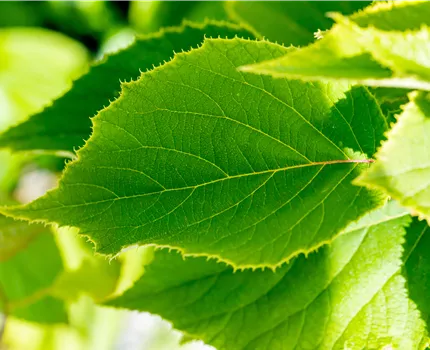 Actinidia deliciosa 'Solissimo'®