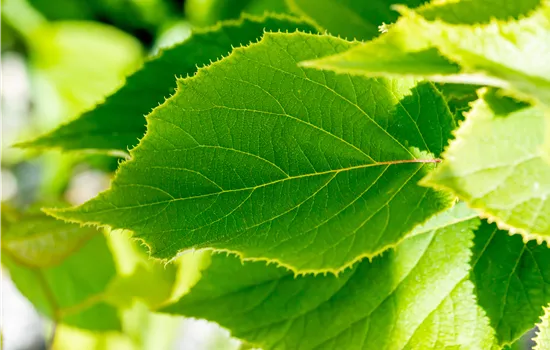 Actinidia deliciosa 'Solissimo'®