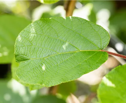 Actinidia chinensis 'Solissimo'®