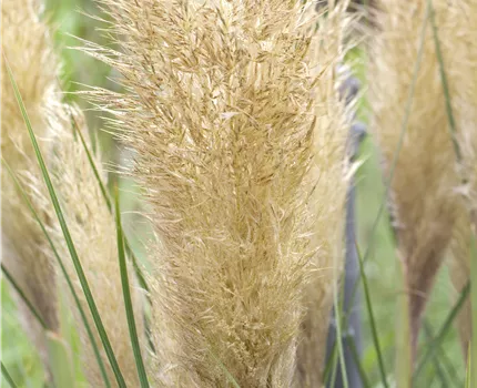 Cortaderia selloana 'Pumila'