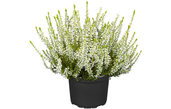 Calluna vulgaris Gardengirls®