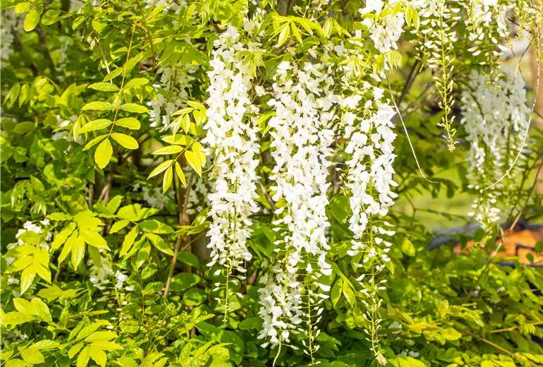 Wisteria sinensis 'Alba'