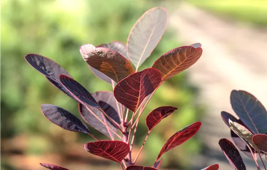 Cotinus coggygria 'Royal Purple'