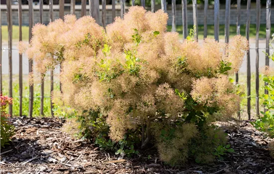 Cotinus coggygria