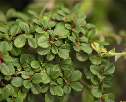 Cotoneaster dammeri in Sorten
