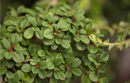 Cotoneaster dammeri in Sorten