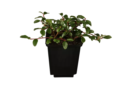 Cotoneaster dammeri