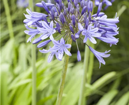 Agapanthus africanus