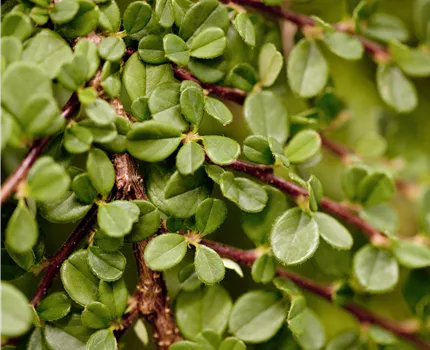 Cotoneaster procumbens 'Streibs Findling'