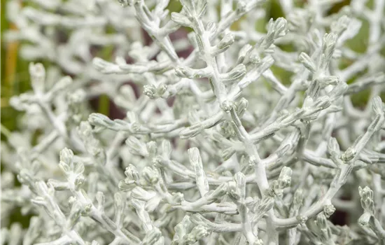 Calocephalus brownii