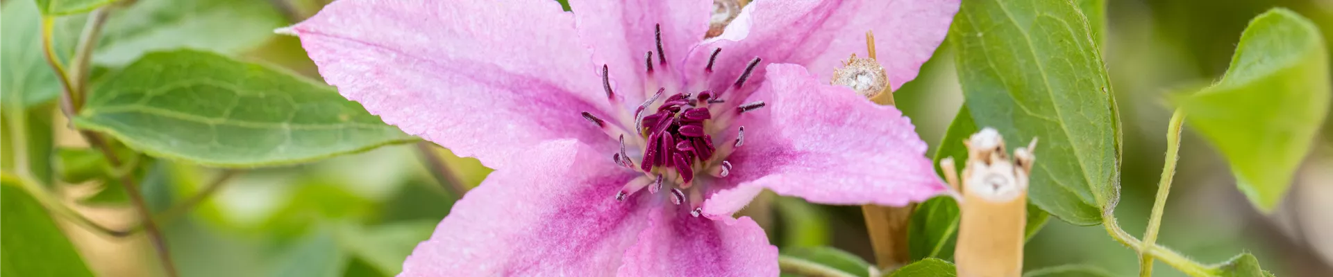 Clematis 'Comtesse de Bouchaud'