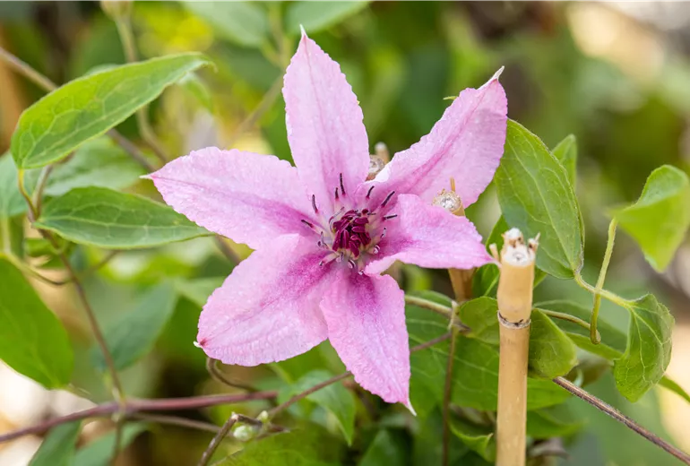 Clematis 'Comtesse de Bouchaud'