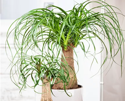 Beaucarnea recurvata