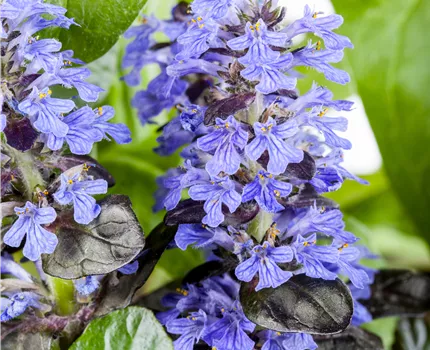 Ajuga reptans 'Atropurpurea'