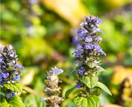 Ajuga reptans