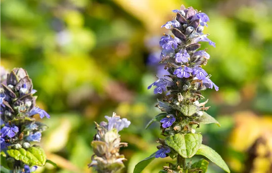 Ajuga reptans
