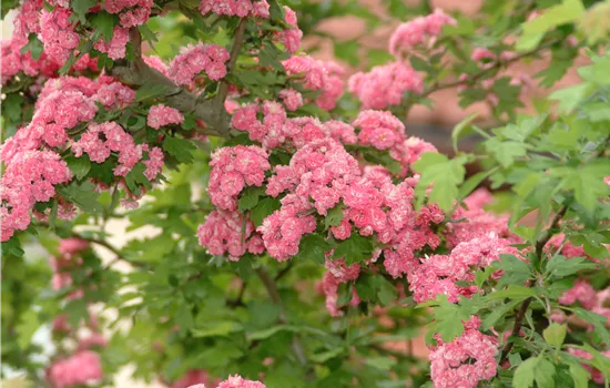 Crataegus laevigata 'Paul´s Scarlet'