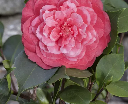 Camellia japonica