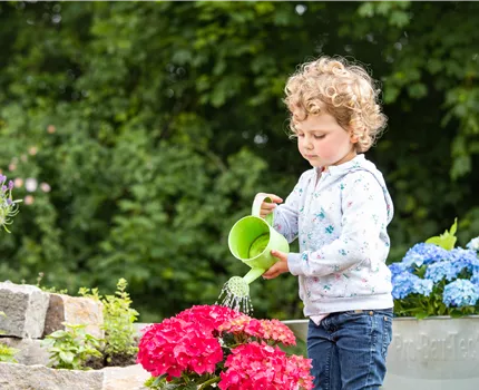 Für bunte Blütenpracht Hortensien pflegen und richtig düngen