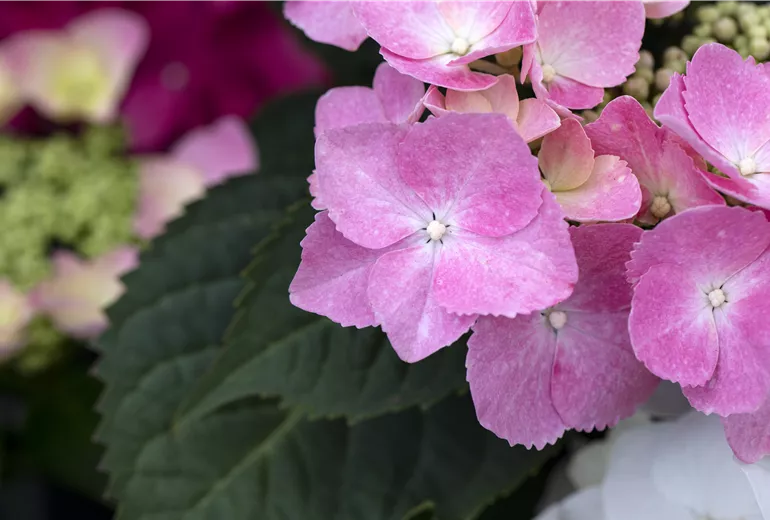 Hydrangea macrophylla, rosa Tellerblüten