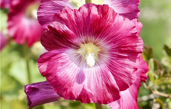 Alcea rosea