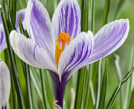 Crocus vernus