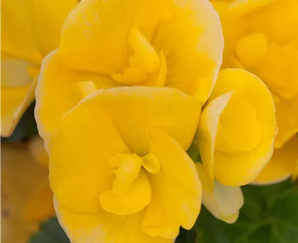 Begonia elatior