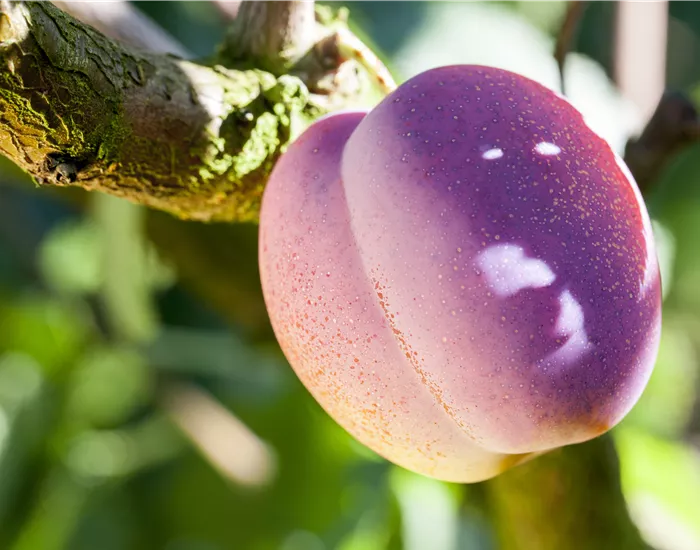 Obstgehölze pflegen und den Garten gleich mit