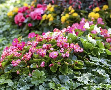 Begonia semperflorens