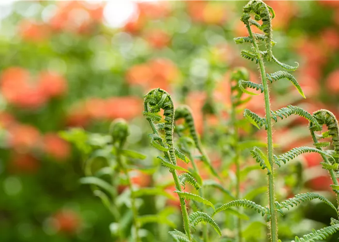 Der richtige Umgang mit giftigen Farnen im Garten