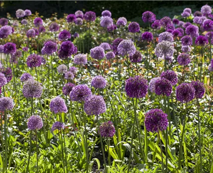 Allium giganteum