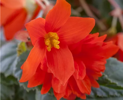 Begonia x tuberhybrida