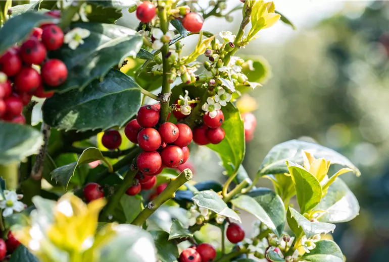 Ilex aquifolium